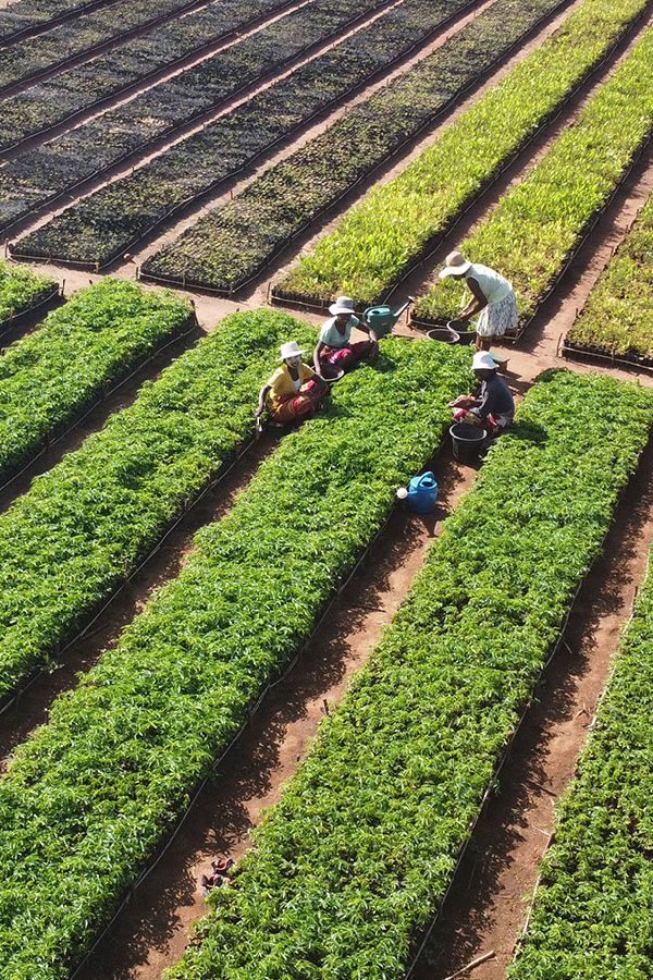 reforestation
